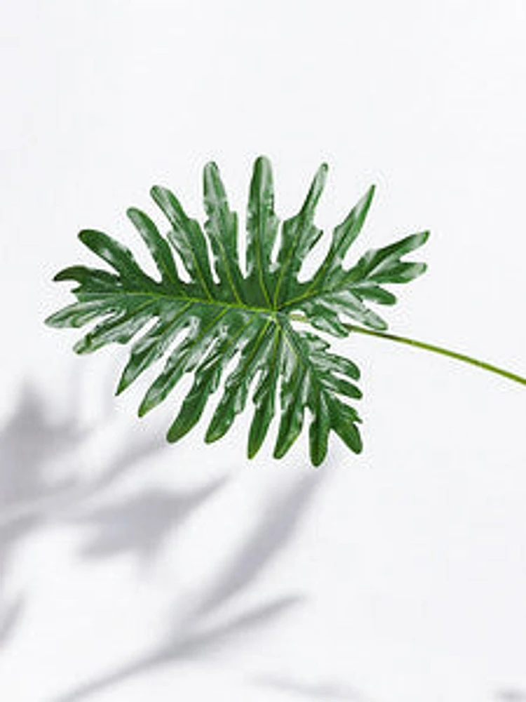 32" PHILODENRON LEAF