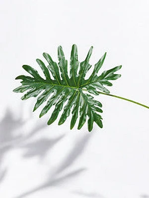 32" PHILODENRON LEAF