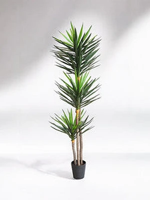 8' 1/2 YUCA PLANT