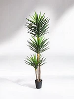 8' 1/2 YUCA PLANT