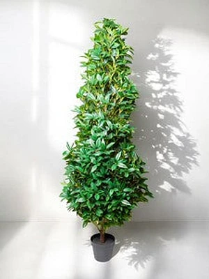 LAUREL PLANT 150CM