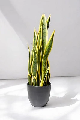 SANSEVIERIA PLANT 67CM