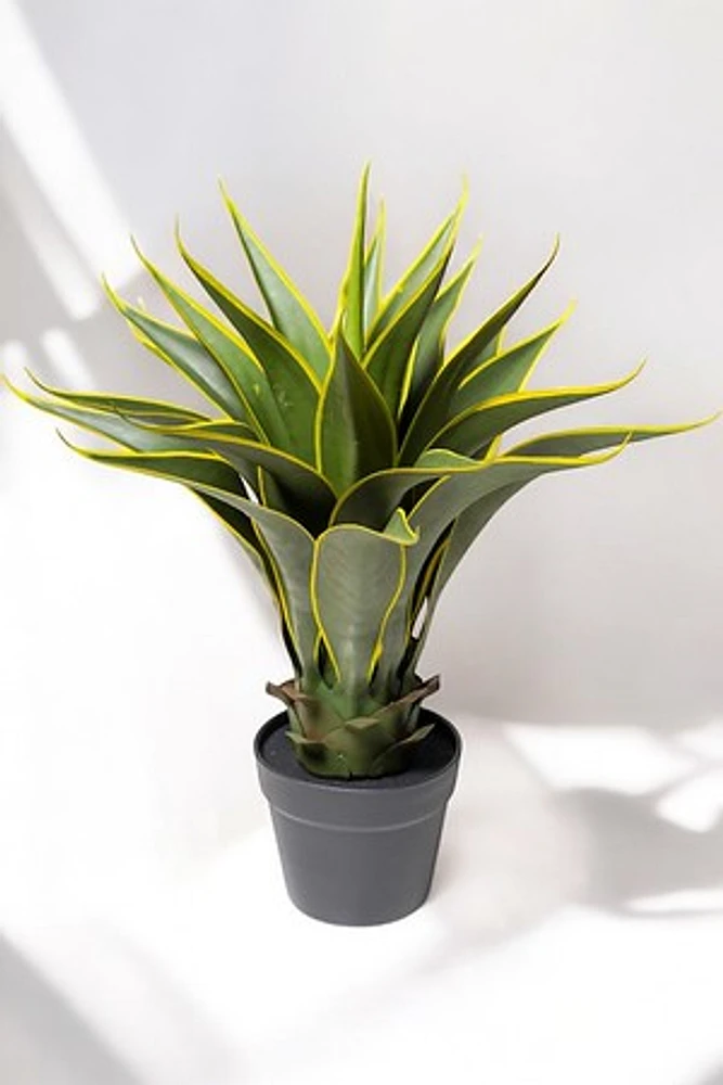 AGAVE PLANT 60CM