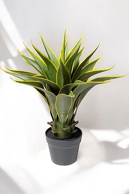 AGAVE PLANT 60CM
