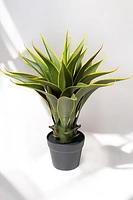 AGAVE PLANT 60CM