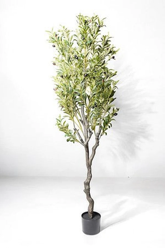 OLIVE TREE 180CM