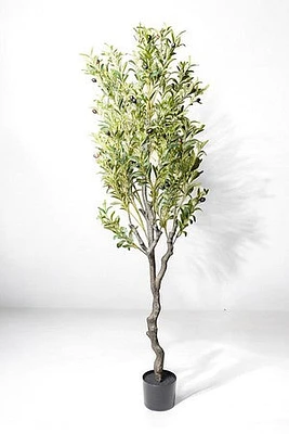 OLIVE TREE 180CM