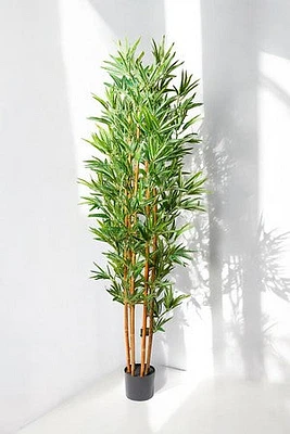 BAMBOO PLANT 180CM