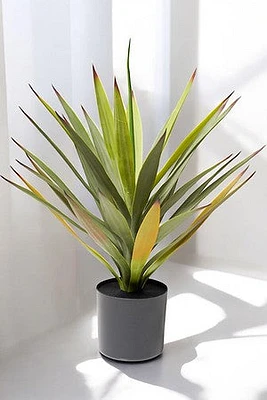 YUCA PLANT 50CM