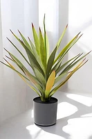 YUCA PLANT 50CM