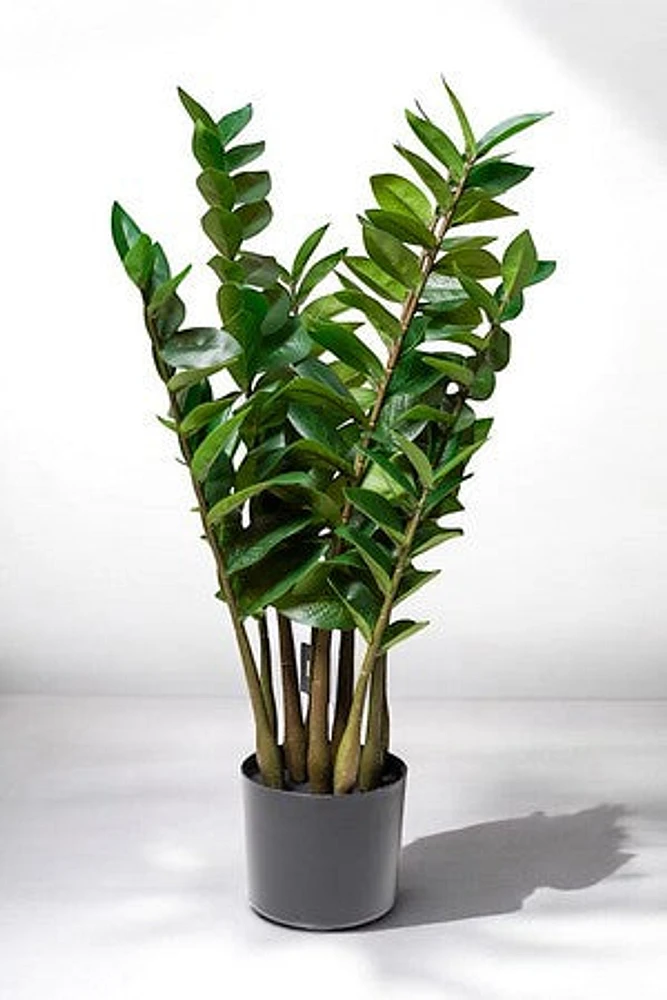 ZAMIOCULCAS PLANT 75CM