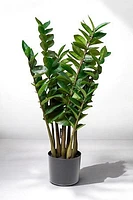 ZAMIOCULCAS PLANT 75CM