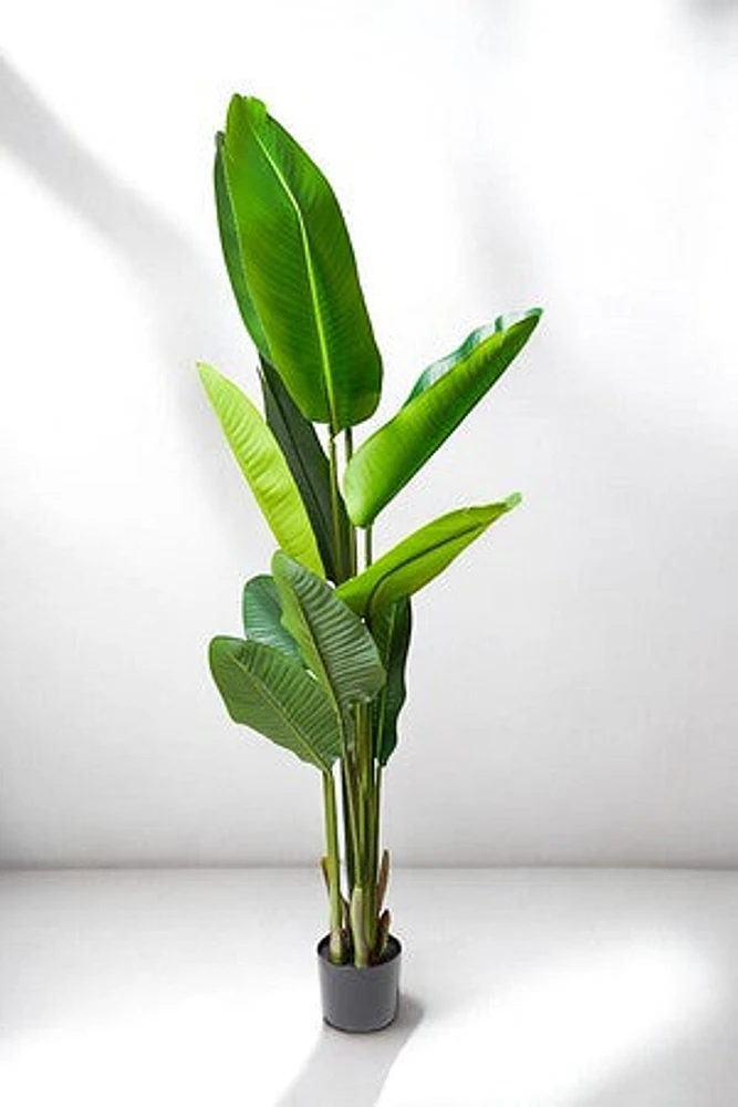 BIRD OF PARADISE 180CM