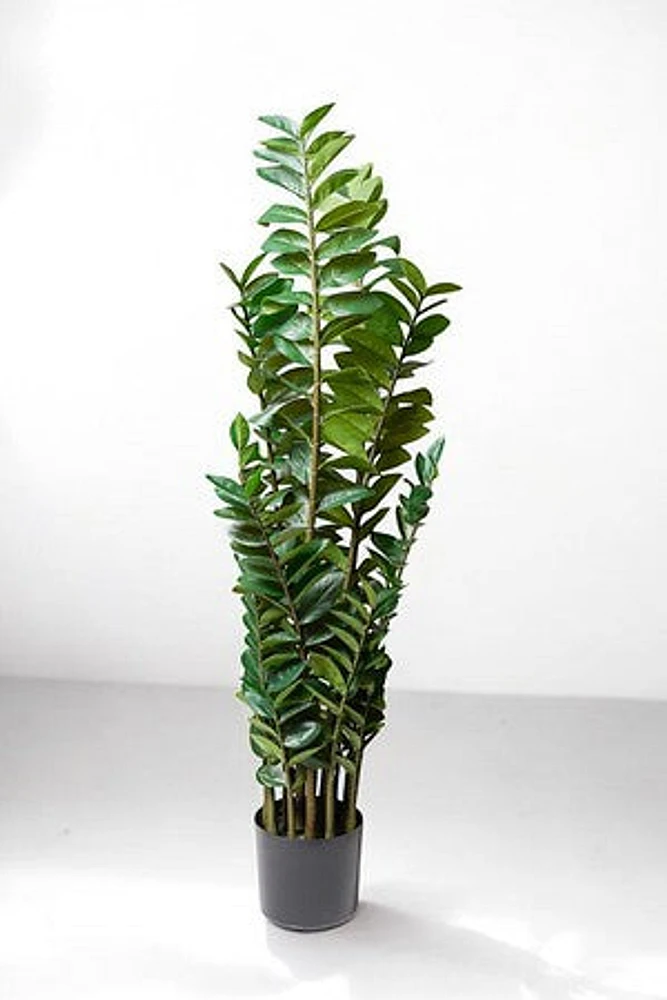 ZAMIOCULCAS PLANT 90CM