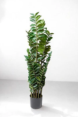 ZAMIOCULCAS PLANT 130CM