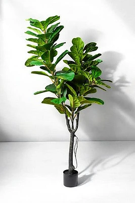 FICUS LYRATA 180CM