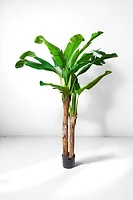 BANANA TREE 180CM