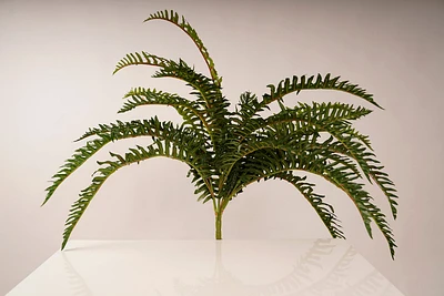 FERN BUSH 20"