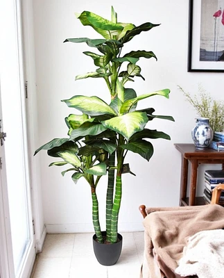 5' DIEFFENBACHIA