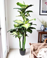 5' DIEFFENBACHIA