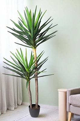 6' YUCA PLANT