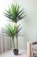 6' YUCA PLANT