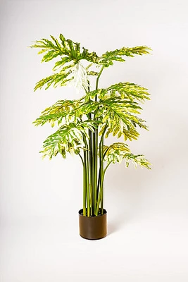 PHILODENRON PLANT GR/WHT
