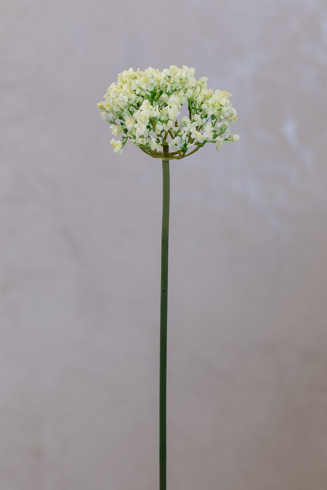 Coco's Plantation 18" Single SM Queen Ann Lace