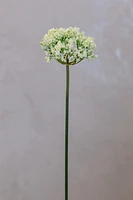 Coco's Plantation 18" Single SM Queen Ann Lace