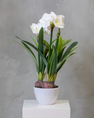 32" Amarillys Plant with White Flowers on Pot - Tropics Collection