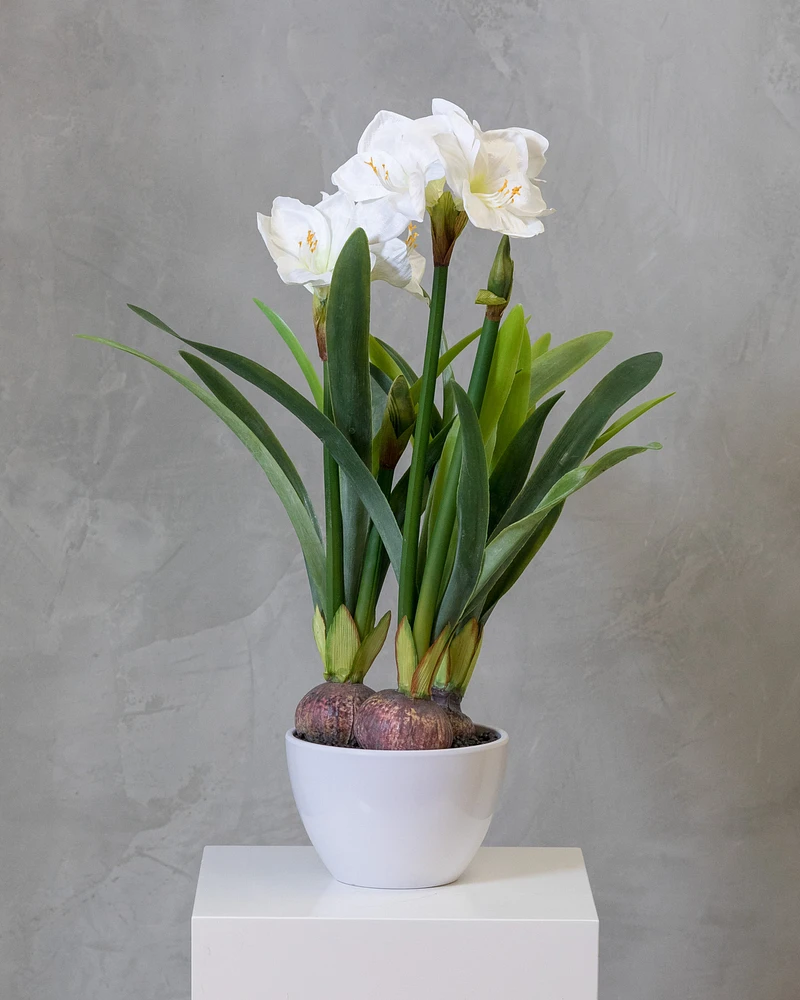 32" Amarillys Plant with White Flowers on Pot - Tropics Collection