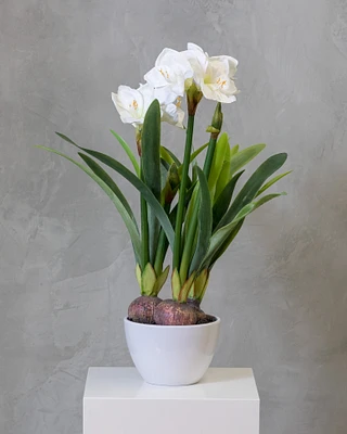 32" Amarillys Plant with White Flowers on Pot - Tropics Collection