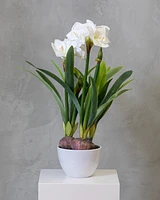 32" Amarillys Plant with White Flowers on Pot - Tropics Collection
