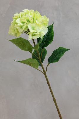 Large Hydrangea - Green