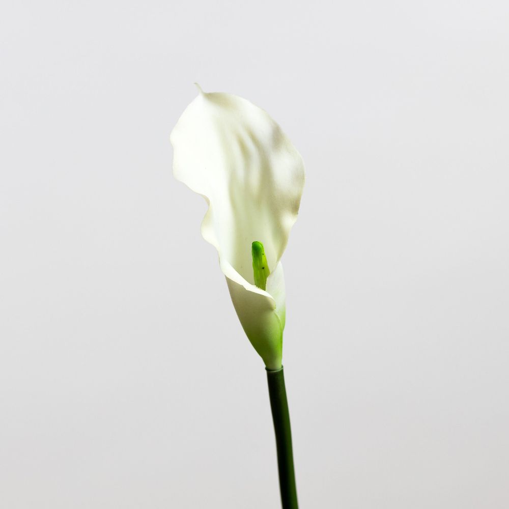 Calla Lily