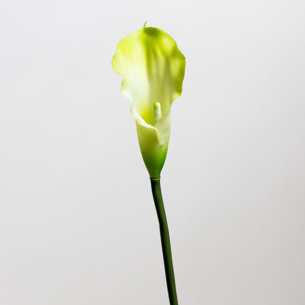 Calla Lily