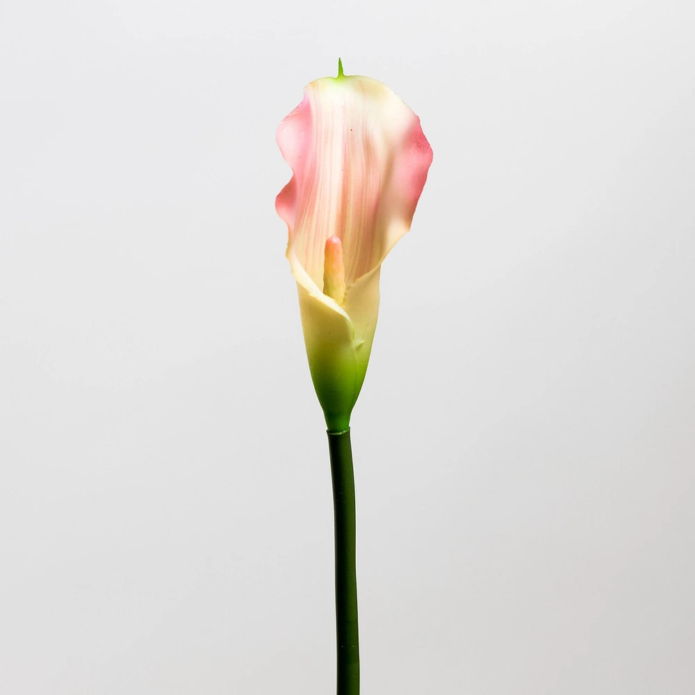 Calla Lily Pink - Tropics Collection