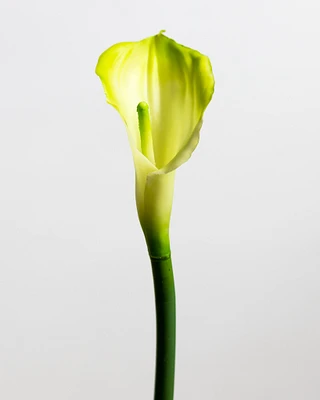 Calla Lily Cream/Green Medium - Tropics Collection