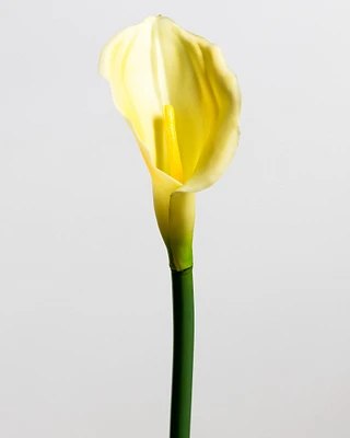 Calla Lily Yellow Medium - Tropics Collection