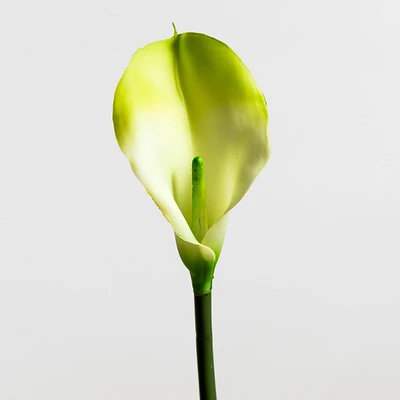 Calla Lily / LG