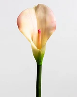 Calla Lily Pink LG - Tropics Collection