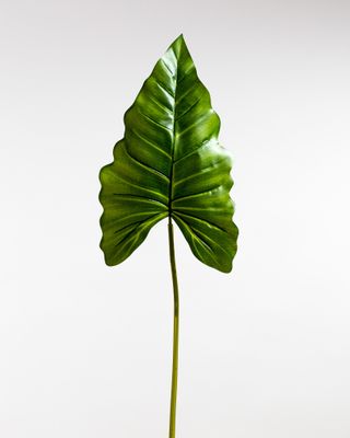Calla Leaf Green - Tropics Collection