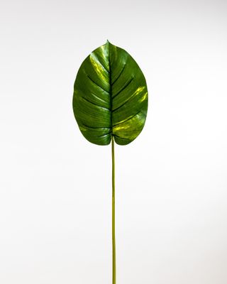 Pothos Leaf Green - Tropics Collection