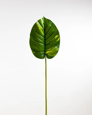 Pothos Leaf Green - Tropics Collection