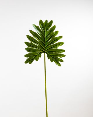 Philodendron Leaf Green - Tropics Collection