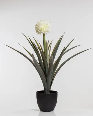 30" Pineapple Plant w/Pot - Coco's Plantation