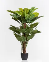 51" Golden Pothos Plant w/Pot - Coco's Plantation