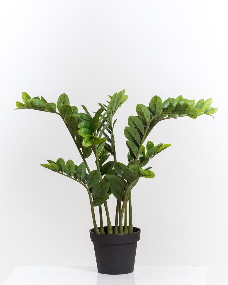 29" Zuzu Plant w/Pot - Coco's Plantation