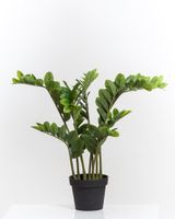 29" Zuzu Plant w/Pot - Coco's Plantation