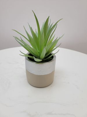 7" Aloe in silver/cement pot